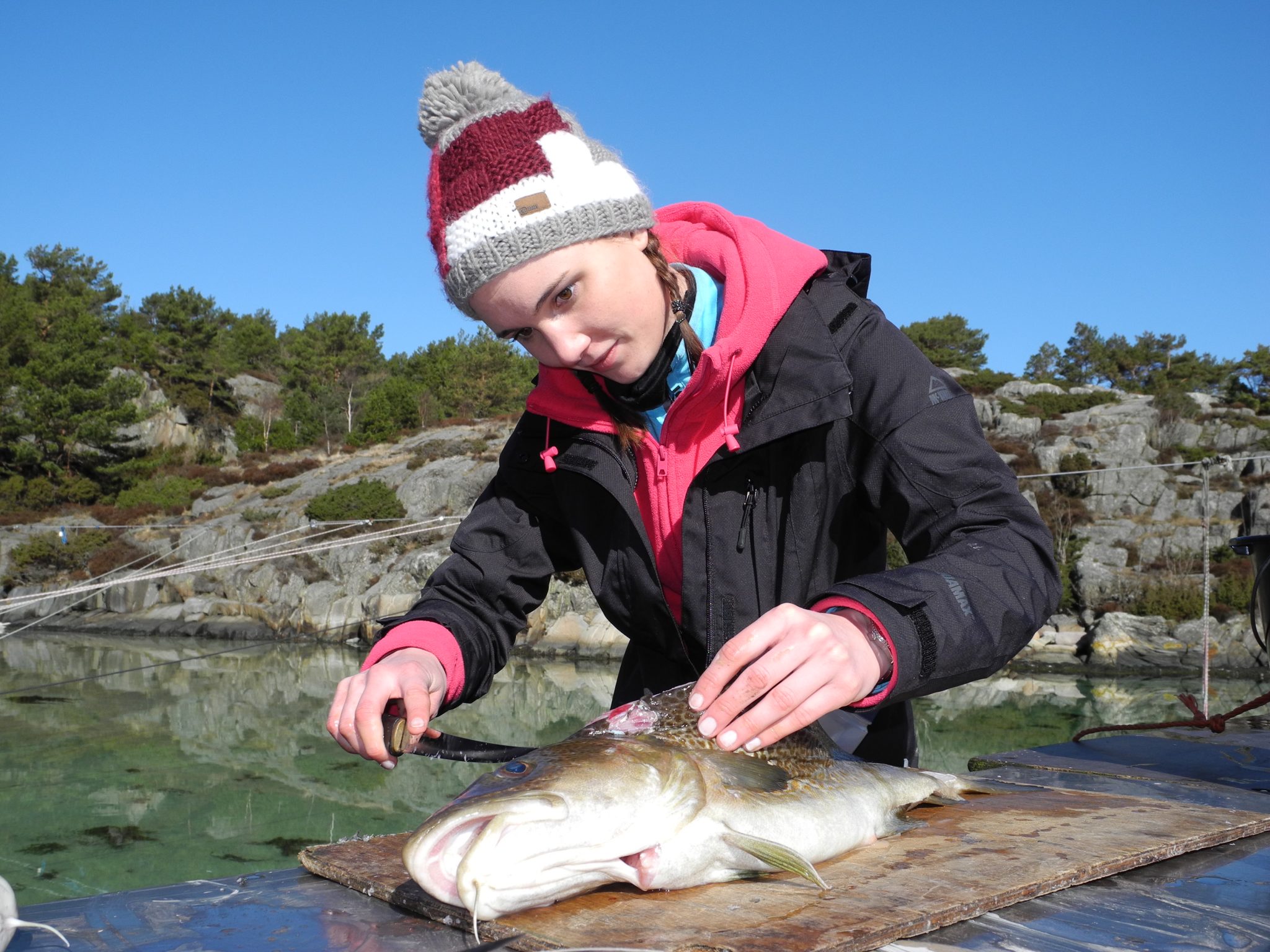 Norwegen: Neue Ausfuhrregeln für Fisch - Hier bloggt Rainer Korn